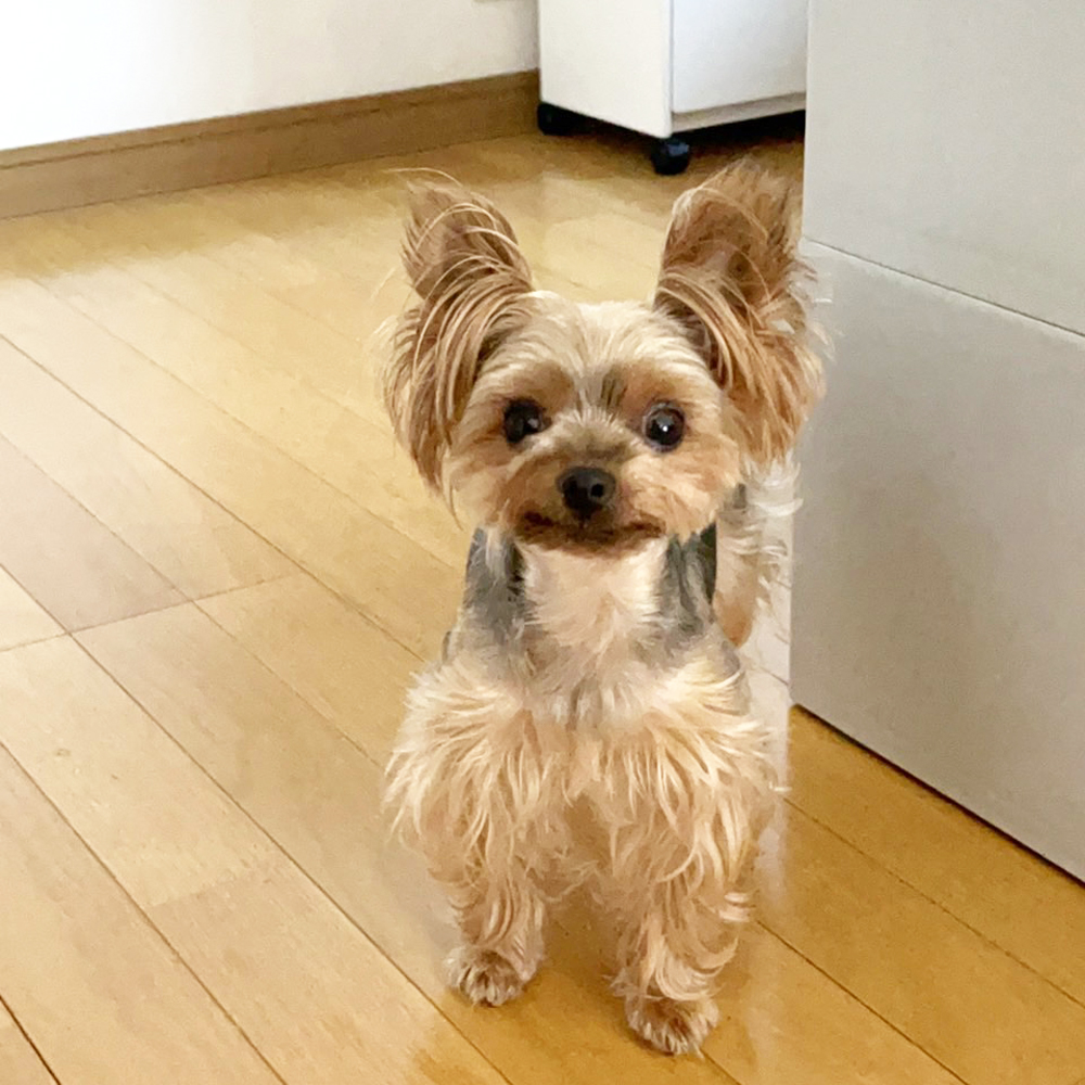 卒業犬あんなちゃんの近況♪